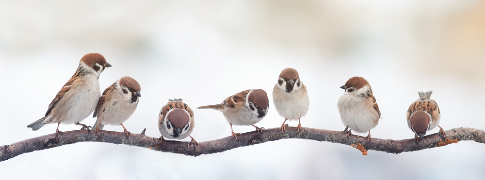 Are Birds Mammals or Reptiles?