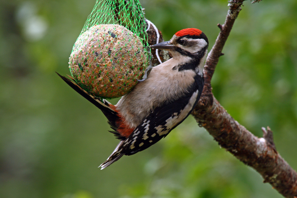 Can Birds Get Fat?